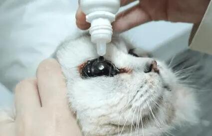 如何给猫咪滴眼药水 如何给猫咪滴眼药水