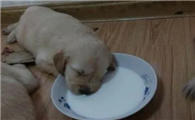 宠物狗奶粉人可以喝吗