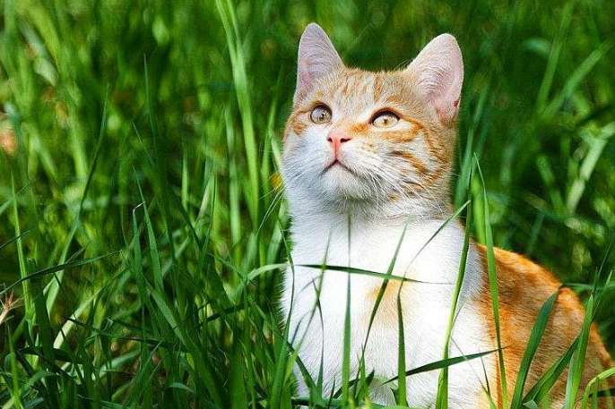 猫草片是什么?猫草片和化毛球片效果一样吗? 猫草片是什么?猫草片和化毛球片效果一样吗?