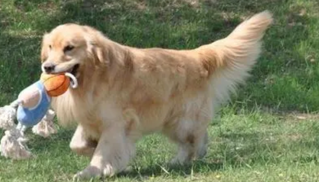 金毛猎犬价格 金毛猎犬价格