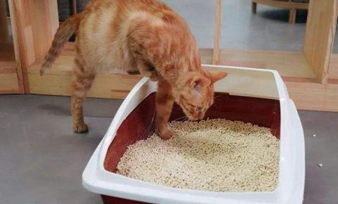 10斤猫砂有多少