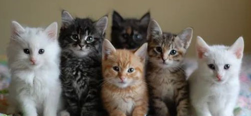 10kg猫砂能用多久 10kg猫砂能用多久