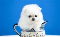 博美犬喜欢什么狗窝