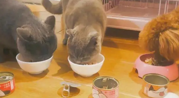 猫能经常吃罐头吗
