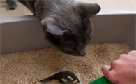 猫砂是越粗越好还是越细越好