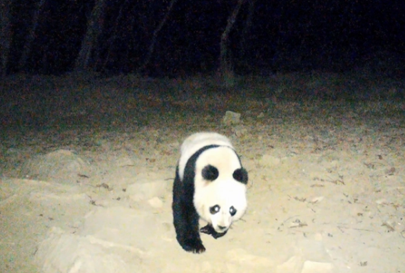 “滚滚”夜晚遛达呆萌“自拍”!四川这一地首次拍到野生大熊猫 “滚滚”夜晚遛达呆萌“自拍”!四川这一地首次拍到野生大熊猫