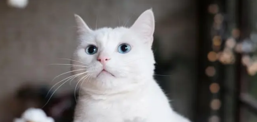 10元一斤的猫粮推荐