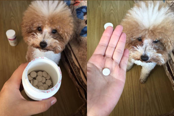 金毛补钙吃什么牌子的钙片 金毛补钙吃什么牌子的钙片