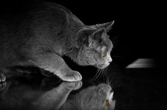 「绊运猫舍」猫干扰素最多能打几天 「绊运猫舍」猫干扰素最多能打几天