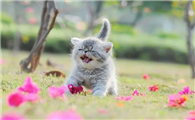 换新猫砂要把旧的全部倒掉吗 换新猫砂要把旧的全部倒掉吗