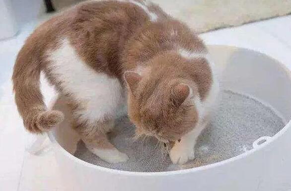 猫砂多久彻底换一次 猫砂多久彻底换一次