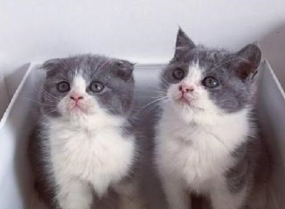 带你解析养猫成本？