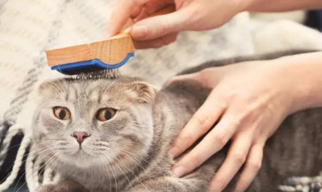 猫会主动吃猫草吗?来看看吧 猫会主动吃猫草吗?来看看吧