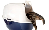 最全的猫砂种类与建议