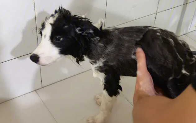 猫沐浴露可以给狗洗澡吗