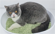 换一次猫砂用多久
