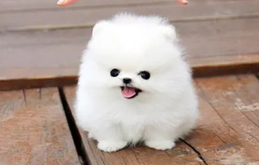 茶杯犬需要牵引绳吗
