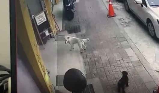 爱犬意外丢失,狗主第二天上班时被告知:有狗找你! 爱犬意外丢失,狗主第二天上班时被告知:有狗找你!