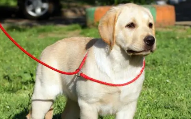 大型犬专用牵引绳在哪里有买