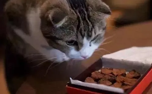 猫吃的小零食