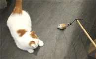 猫爱玩玩具吗 猫爱玩玩具吗