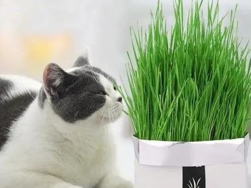 猫草多久喂一次,喂多少? 猫草多久喂一次,喂多少?