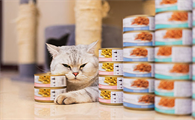 猫罐头哪个牌子的好 猫罐头哪个牌子的好