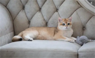 猫咪益生菌的正确吃法,请看下文