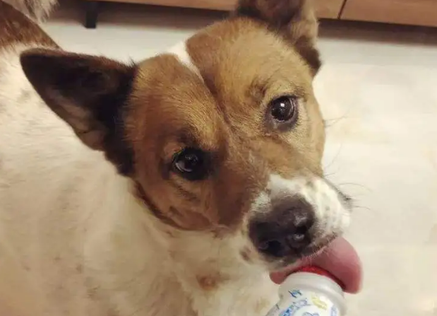 小狗吃酸奶好不好