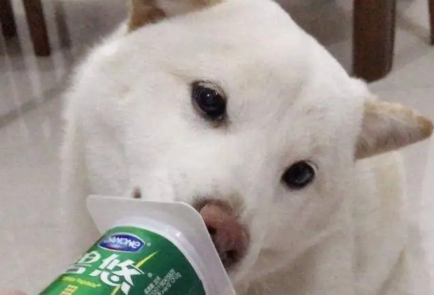 狗狗喝酸奶好不好