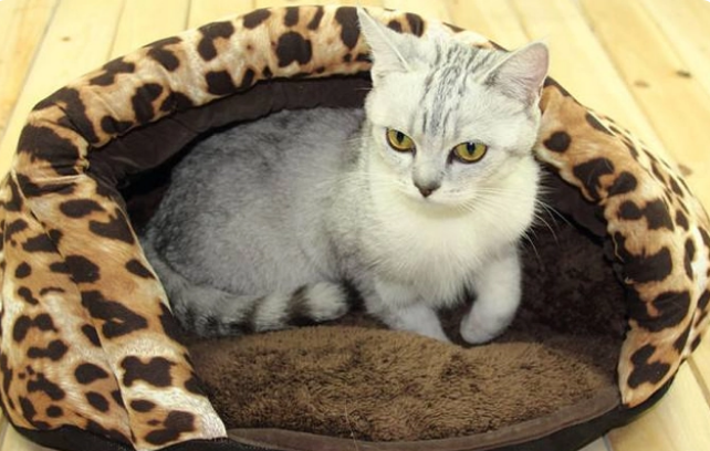 养猫用买猫窝吗