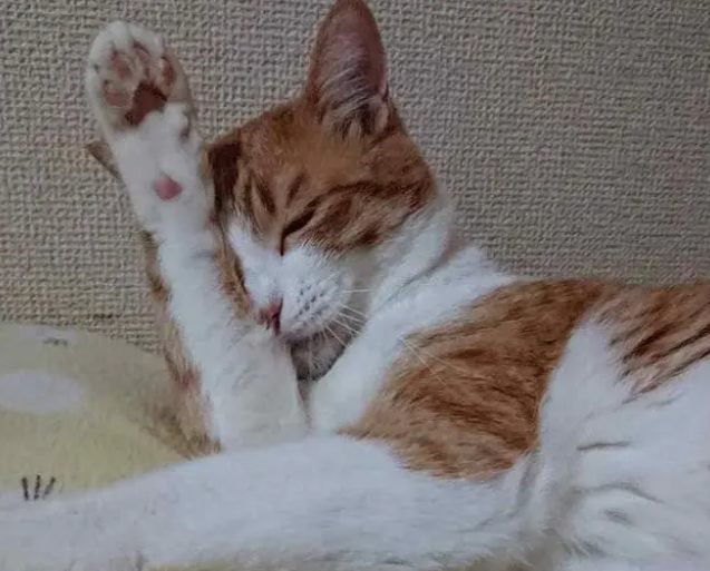 猫咪呕吐、便秘，不舒服？体内太多寄生虫怎么驱除呢？