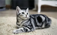如何给猫咪选择合适的猫砂？从成分、优点、缺点剖析给你看！