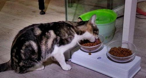45g猫粮是多少粒