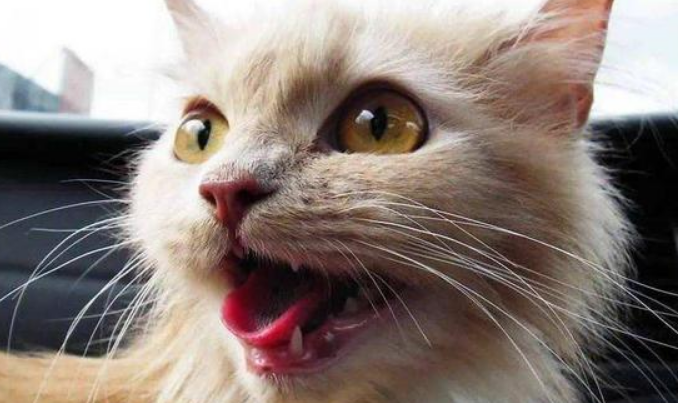 猫张着嘴喘气是什么意思?这3种情况需注意 猫张着嘴喘气是什么意思?这3种情况需注意