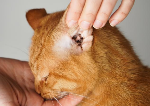 猫咪都有耳螨吗