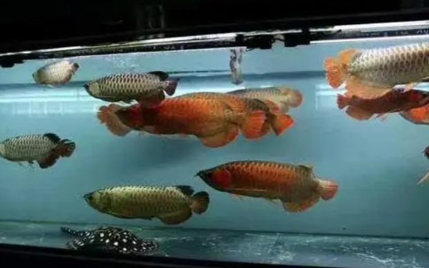 鱼缸里不添加硝化细菌就需要天天换水吗，残留的毒素如何清除？