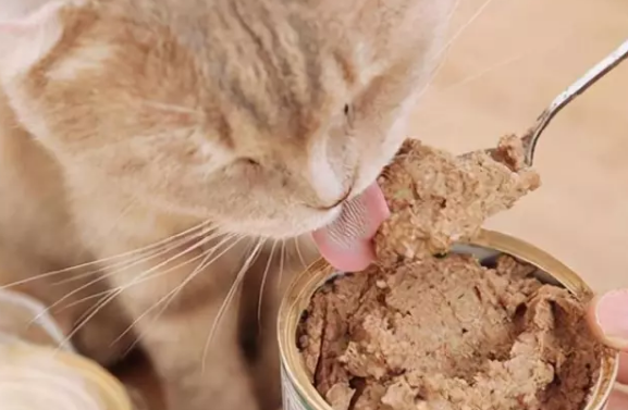 猫都吃什么零食