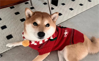 深圳宠物衣服批发市场