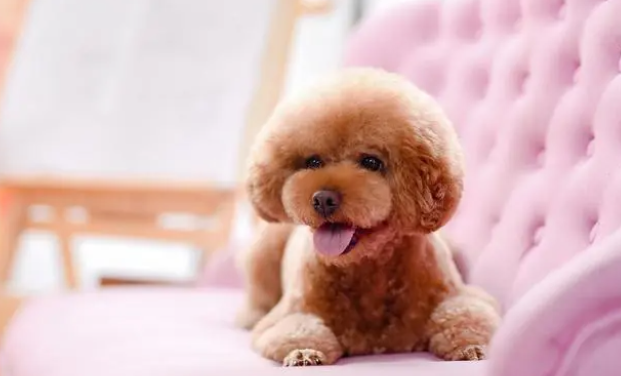 预算不同时如何挑选狗狗鱼油？