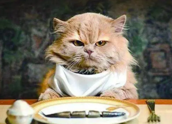 营养膏对猫咪的身体到底有什么作用?每只猫咪都可以天天吃吗? 营养膏对猫咪的身体到底有什么作用?每只猫咪都可以天天吃吗?