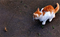 猫咪为什么会吃飞蛾？原因是这个