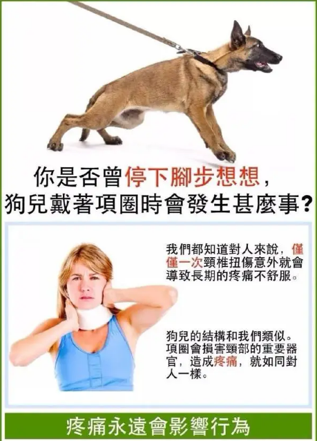 科普｜为什么更建议宠物用胸背带而不用项圈？
