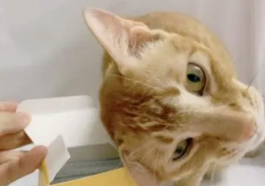 这5种情况猫咪需要喂宠物益生菌 别忽视！