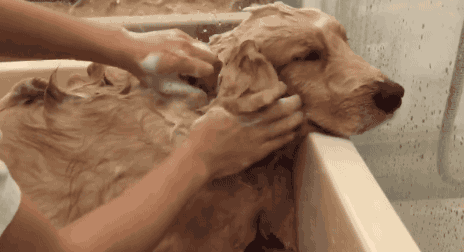 狗狗害怕洗澡?其实是你方法没掌握 狗狗害怕洗澡?其实是你方法没掌握