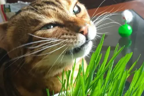 你给猫咪喂食过猫草吗?有经验的人,都知道有这4个好处 你给猫咪喂食过猫草吗?有经验的人,都知道有这4个好处