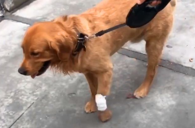 狗被咬伤用什么消炎药