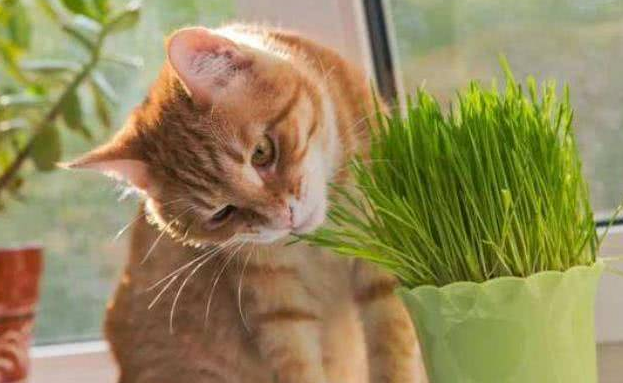 猫草有哪些 猫草有哪些