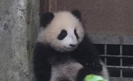 因在熊猫馆受尽“宠爱”,熊猫团子变身懒汉 因在熊猫馆受尽“宠爱”,熊猫团子变身懒汉