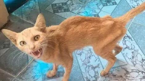 不知道猫瘦怎么办?主人来这瞧瞧 不知道猫瘦怎么办?主人来这瞧瞧